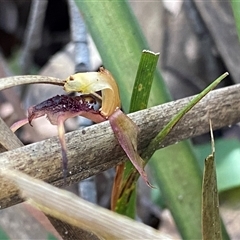 Chiloglottis reflexa at Berlang, NSW - suppressed