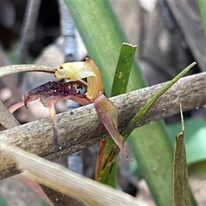 Chiloglottis reflexa at Berlang, NSW - suppressed
