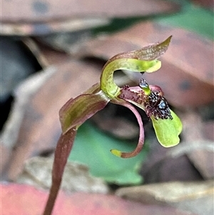 Chiloglottis seminuda at suppressed - suppressed