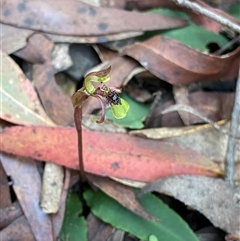 Chiloglottis seminuda at suppressed - suppressed