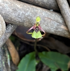 Chiloglottis seminuda at suppressed - suppressed