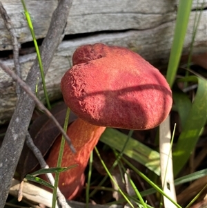 Boletellus obscurecoccineus at Berlang, NSW - 1 Apr 2025 01:35 PM
