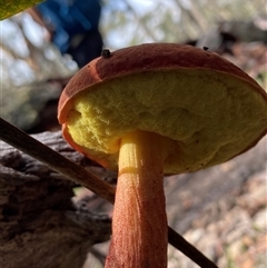 Boletellus obscurecoccineus at Berlang, NSW - 1 Apr 2025 01:35 PM