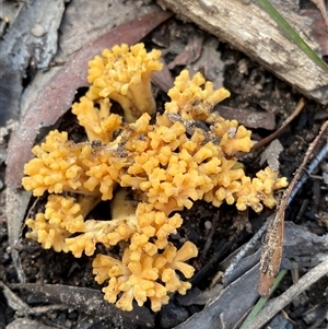 Ramaria sp. (genus) at Berlang, NSW - 1 Apr 2025 12:53 PM