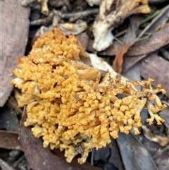 Ramaria sp. (genus) at Berlang, NSW - 1 Apr 2025 12:53 PM