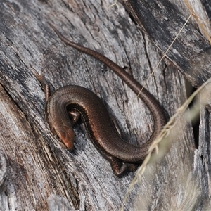 Pseudemoia entrecasteauxii at Bimberi, NSW - 14 Mar 2025 02:50 PM