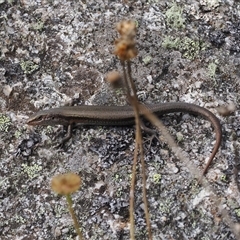Pseudemoia entrecasteauxii at Bimberi, NSW - 14 Mar 2025 02:50 PM