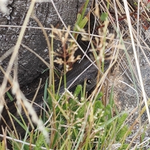 Liopholis montana at Cotter River, ACT - suppressed