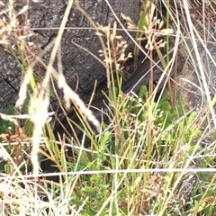 Liopholis montana at Cotter River, ACT - suppressed