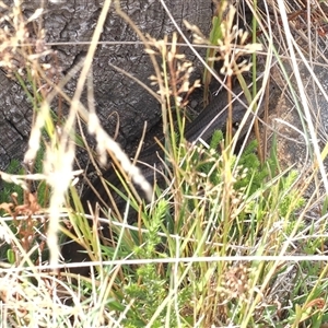Liopholis montana at Cotter River, ACT - suppressed