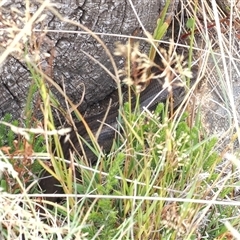 Liopholis montana at Cotter River, ACT - suppressed