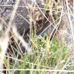 Liopholis montana at Cotter River, ACT - suppressed