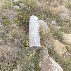 Liopholis montana at Cotter River, ACT - suppressed