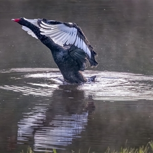 Cygnus atratus at Lower Portland, NSW - 12 Apr 2023 07:43 AM
