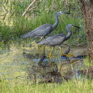 Egretta novaehollandiae at Lower Portland, NSW - 27 Apr 2023 03:35 PM