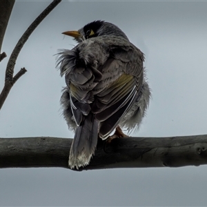 Manorina melanocephala at Lower Portland, NSW - 1 Jun 2023 01:24 PM