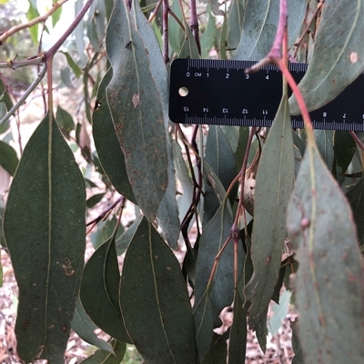 Eucalyptus albens (White Box) at Crowther, NSW - 28 Mar 2025 by Frecko