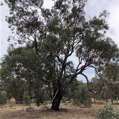 Eucalyptus albens at Crowther, NSW - 28 Mar 2025 11:58 AM