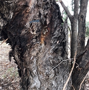 Eucalyptus albens at Crowther, NSW - 28 Mar 2025 11:58 AM