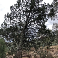 Callitris endlicheri at Crowther, NSW - 28 Mar 2025 11:54 AM