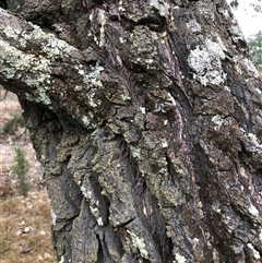 Callitris endlicheri at Crowther, NSW - 28 Mar 2025 11:54 AM