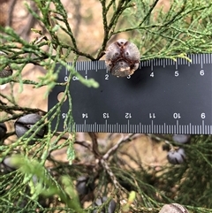 Callitris endlicheri at Crowther, NSW - 28 Mar 2025 11:54 AM