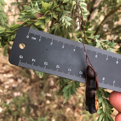 Acacia vestita (Hairy Wattle) at Crowther, NSW - 28 Mar 2025 by Frecko