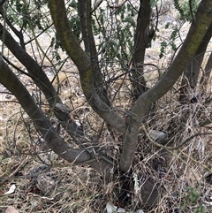 Acacia vestita at Crowther, NSW - 28 Mar 2025 11:50 AM
