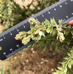 Acacia vestita at Crowther, NSW - 28 Mar 2025 11:50 AM