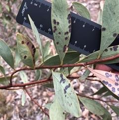 Acacia penninervis var. penninervis (Hickory Wattle) at Crowther, NSW - 28 Mar 2025 by Frecko