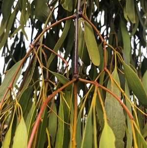 Amyema miquelii (Box Mistletoe) at Crowther, NSW - 25 Mar 2025 by Frecko