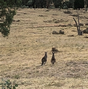 Macropus giganteus (Eastern Grey Kangaroo) at Crowther, NSW - 16 Mar 2025 by Frecko