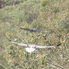 Haliaeetus leucogaster at Lower Portland, NSW - 1 Jun 2023 04:13 PM