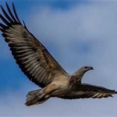 Haliaeetus leucogaster at Lower Portland, NSW - 1 Jun 2023 04:13 PM
