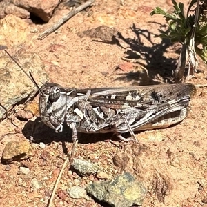 Oedaleus australis (Australian Oedaleus) at Hackett, ACT - 2 Apr 2025 by Pirom