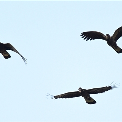 Zanda funerea (Yellow-tailed Black-Cockatoo) at Dunlop, ACT - 4 Apr 2025 by Thurstan