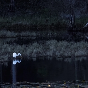 Ardea alba at Lower Portland, NSW - 11 Jul 2023 05:53 PM