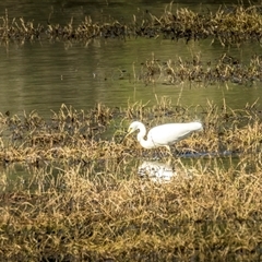 Ardea alba at Lower Portland, NSW - 11 Jul 2023 05:53 PM