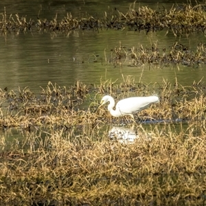 Ardea alba at Lower Portland, NSW - 11 Jul 2023 05:53 PM