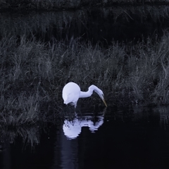 Ardea alba at Lower Portland, NSW - 11 Jul 2023 05:53 PM