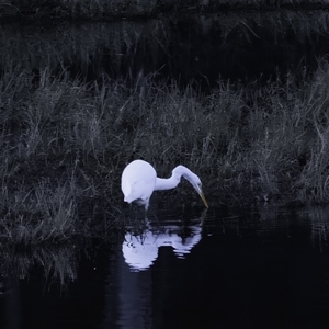 Ardea alba at Lower Portland, NSW - 11 Jul 2023 05:53 PM