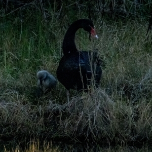 Cygnus atratus (Black Swan) at Lower Portland, NSW - 9 Aug 2023 by BlundellsSwamp