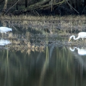 Ardea alba at Lower Portland, NSW - 9 Aug 2023 05:13 PM