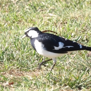 Grallina cyanoleuca (Magpie-lark) at Kingston, ACT - 4 Apr 2025 by MatthewFrawley