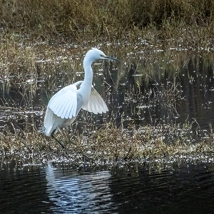 Egretta garzetta at Lower Portland, NSW - 10 Aug 2023 09:29 AM
