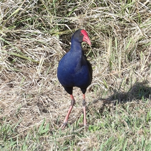 Porphyrio melanotus (Australasian Swamphen) at Kingston, ACT - 4 Apr 2025 by MatthewFrawley