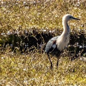 Ardea pacifica at Lower Portland, NSW - 11 Aug 2023 11:42 AM