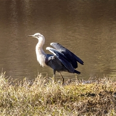 Ardea pacifica at Lower Portland, NSW - 11 Aug 2023 02:23 PM