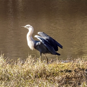 Ardea pacifica at Lower Portland, NSW - 11 Aug 2023 02:23 PM