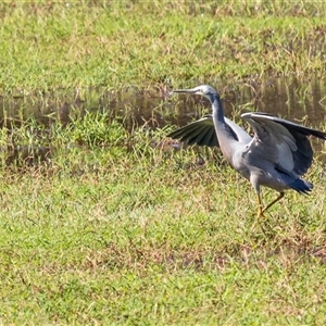 Egretta novaehollandiae (White-faced Heron) at Lower Portland, NSW - 5 Oct 2023 by BlundellsSwamp
